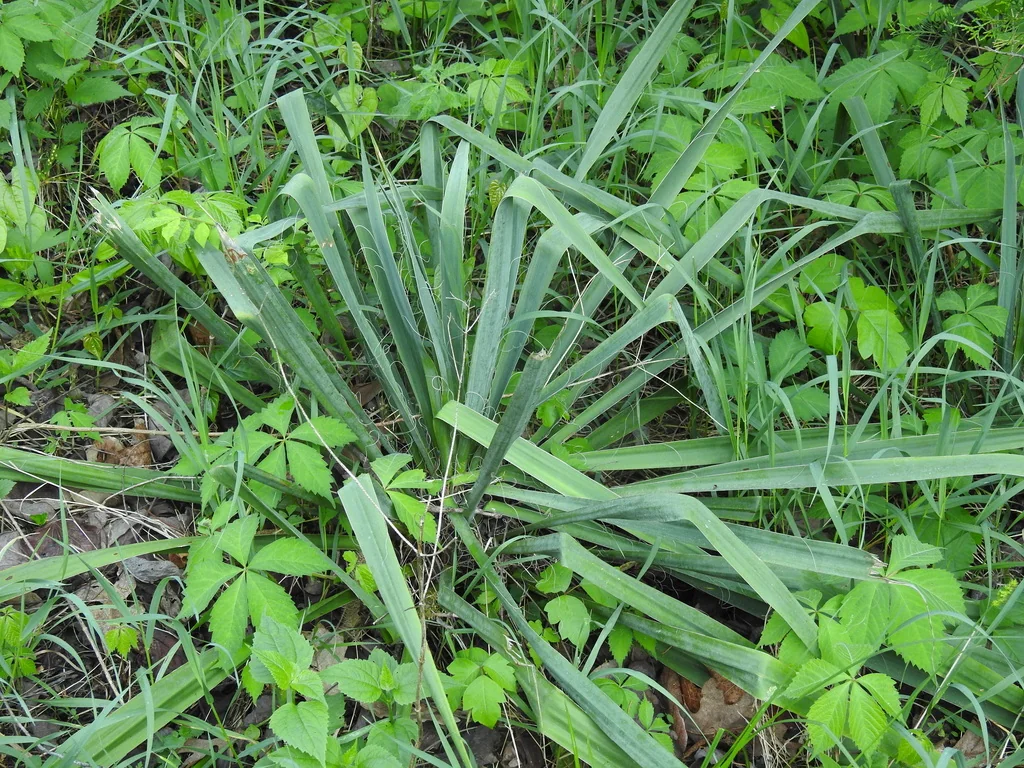 Yucca Filamentosa
