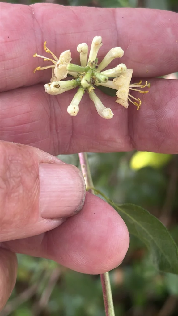 Lonicera Subspicata