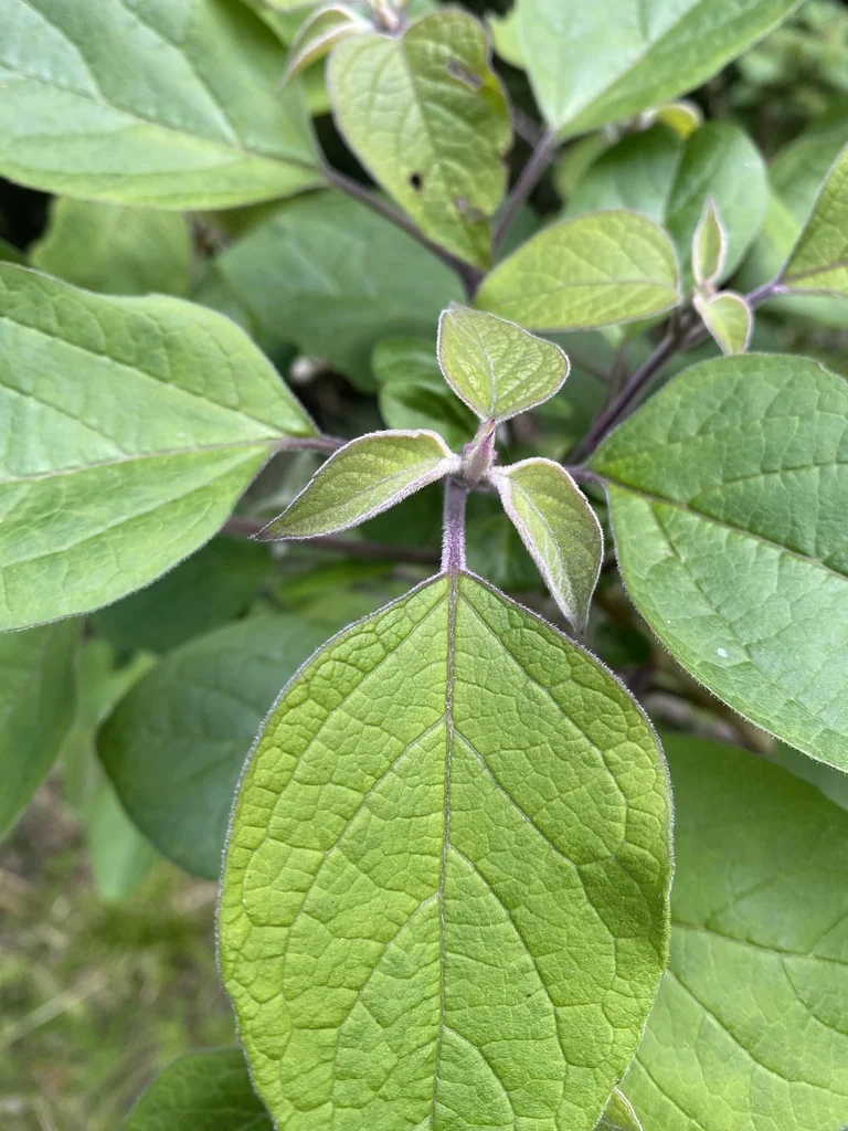 Clerodendrum Trichotomum