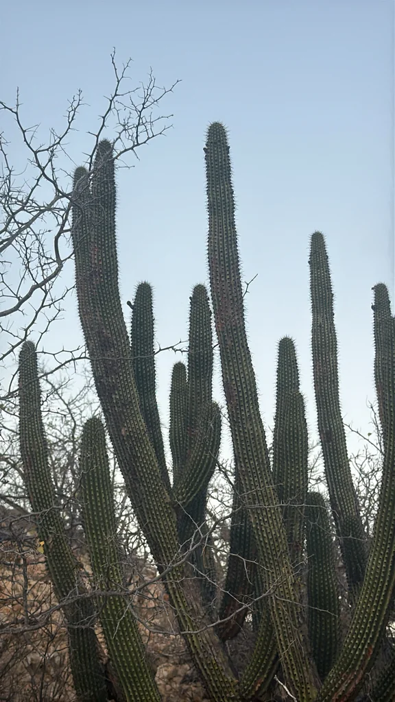 Stenocereus Thurberi