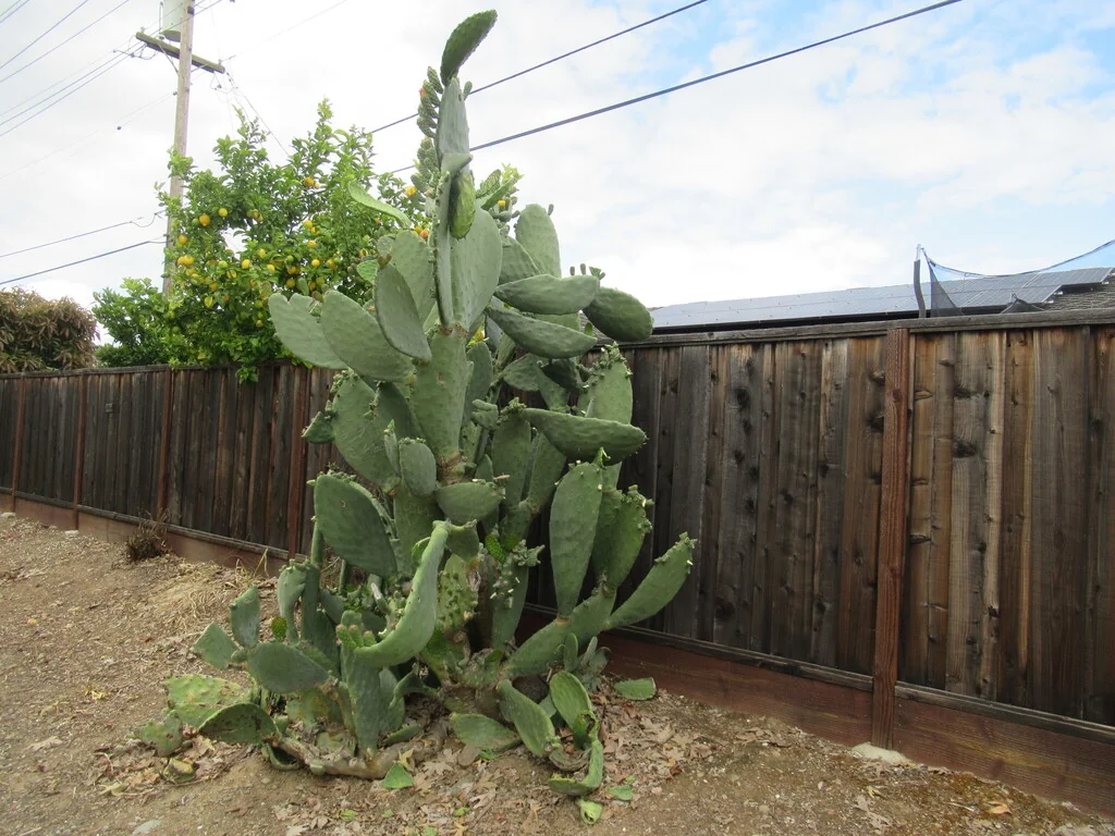 Opuntia Paraguayensis