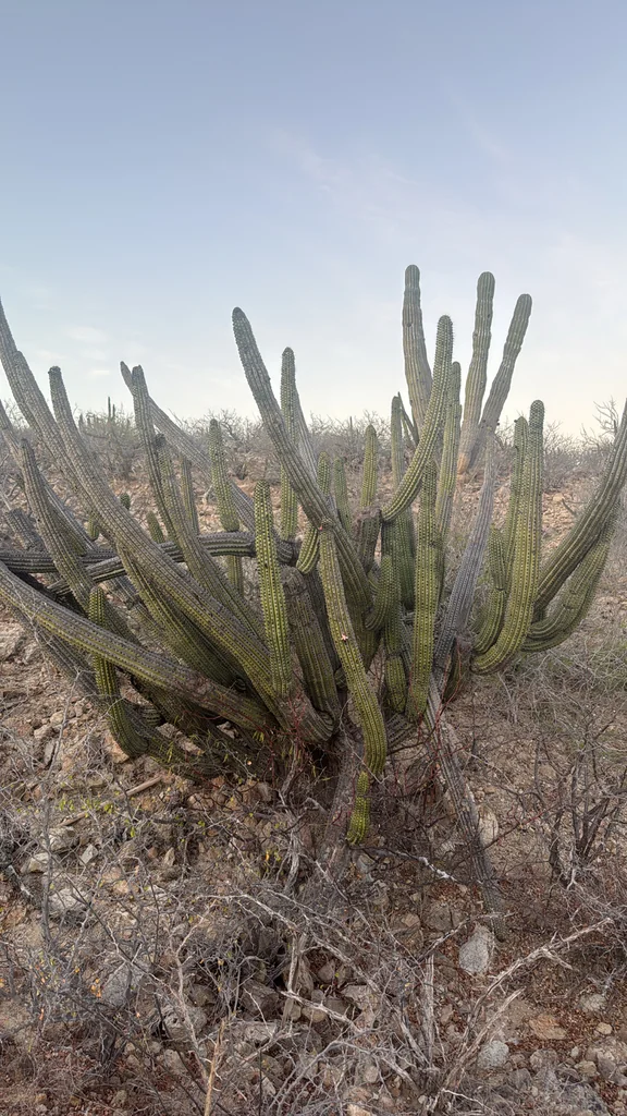 Stenocereus Thurberi
