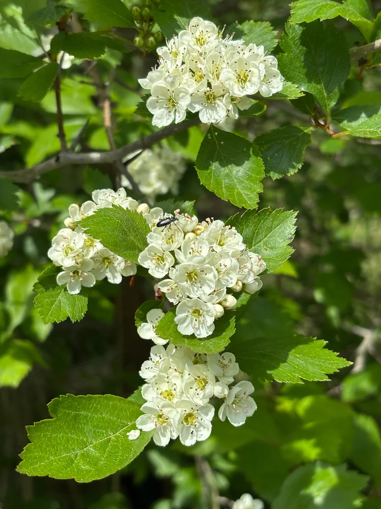 Crataegus Douglasii