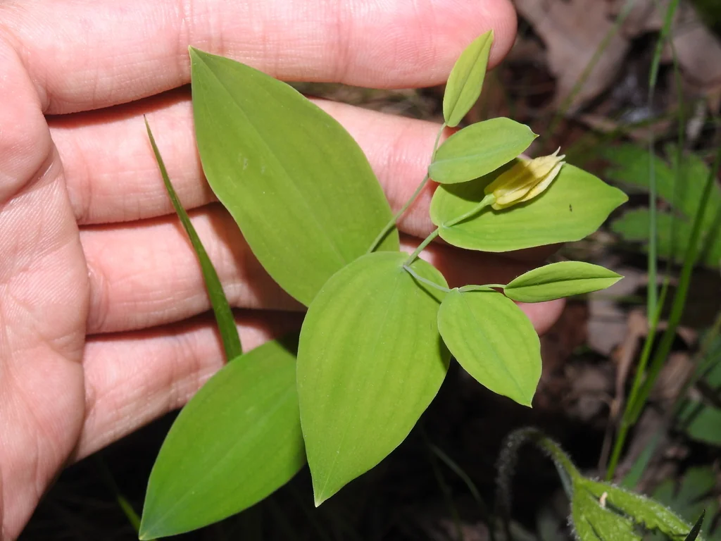 Uvularia Perfoliata
