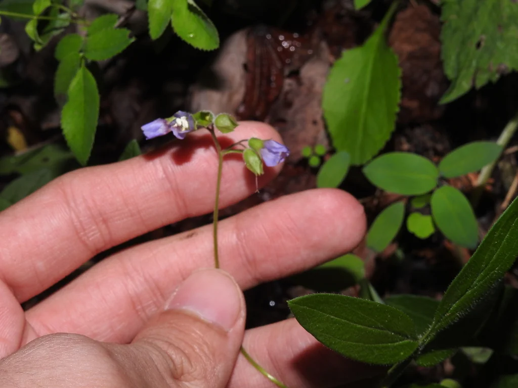 Polemonium Reptans