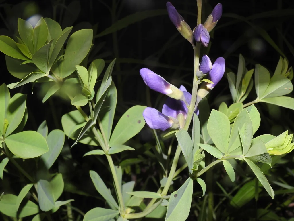 Baptisia Australis