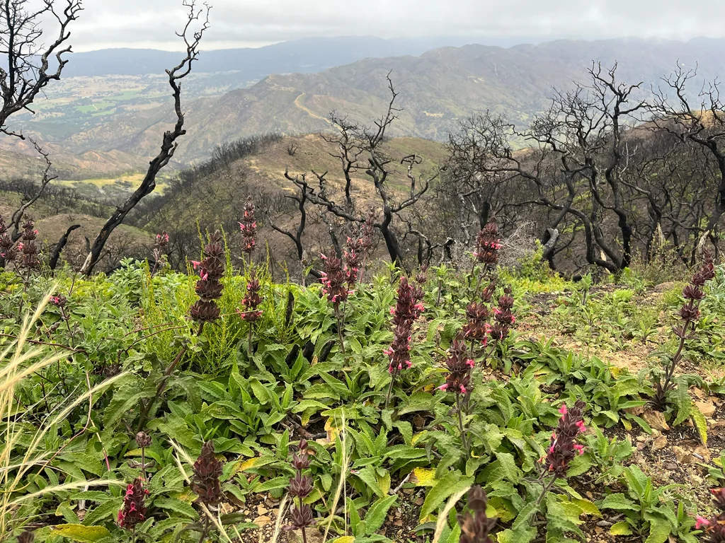 Salvia Spathacea