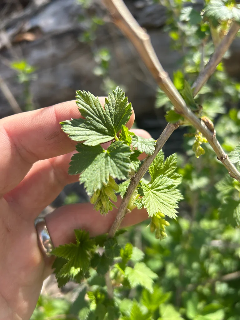 Ribes Americanum