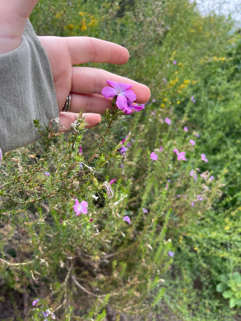 Linanthus Californicus