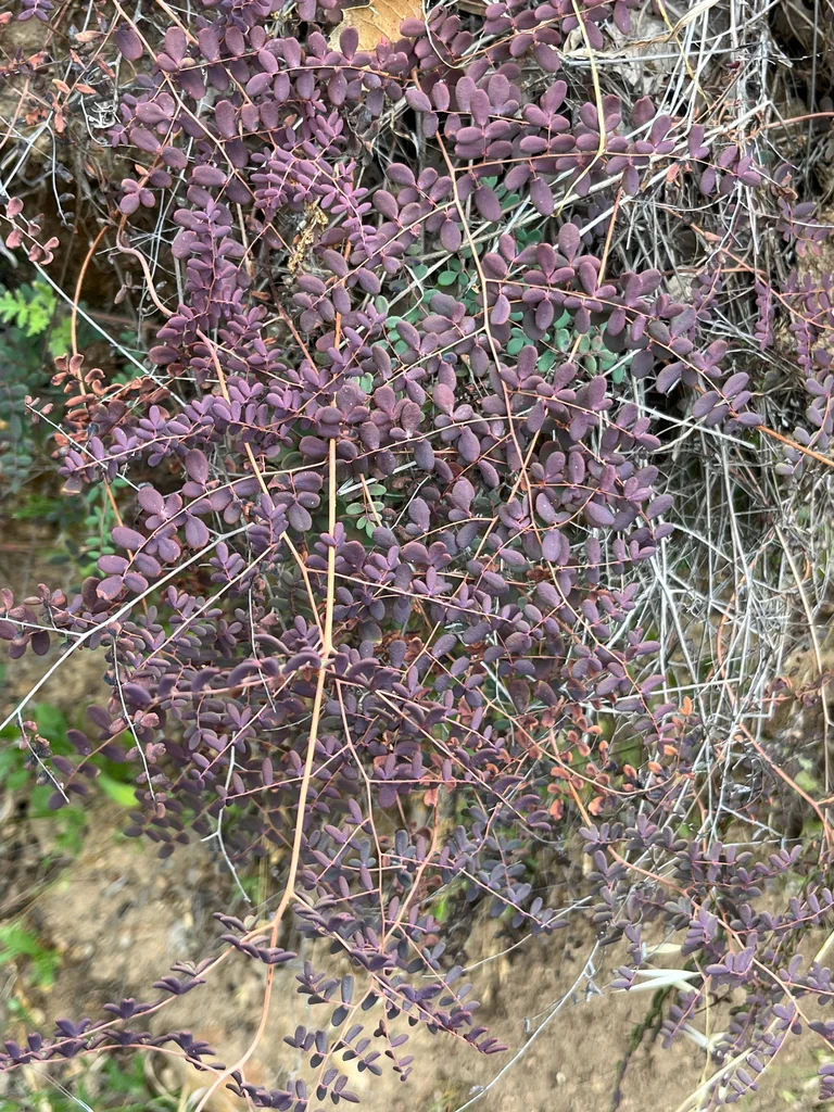 Pellaea Andromedifolia