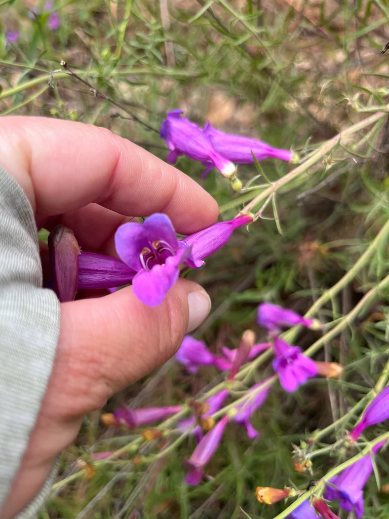 Penstemon Heterophyllus