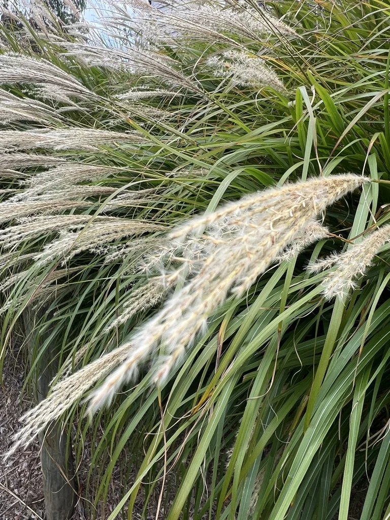 Miscanthus Transmorrisonensis
