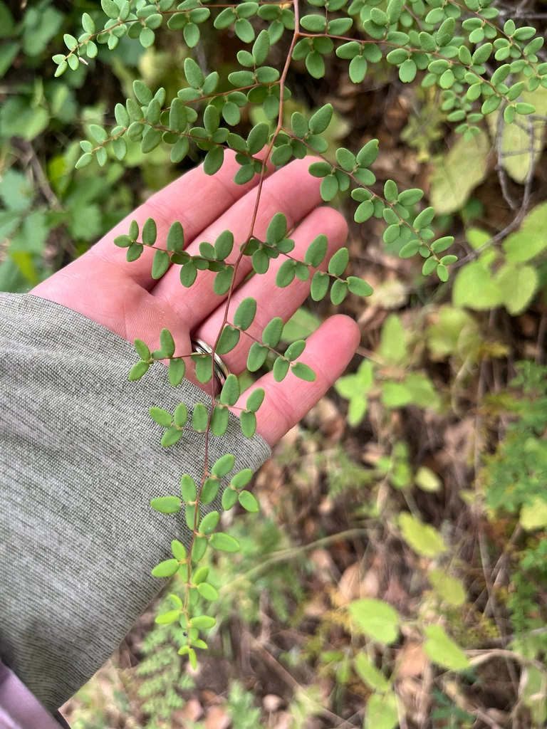 Pellaea Andromedifolia