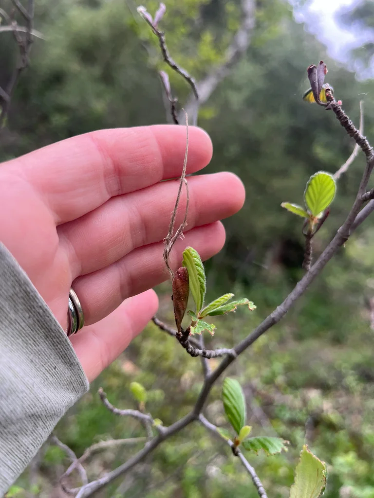 Cercocarpus Betuloides