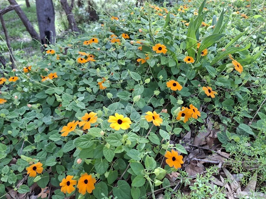 Thunbergia alata