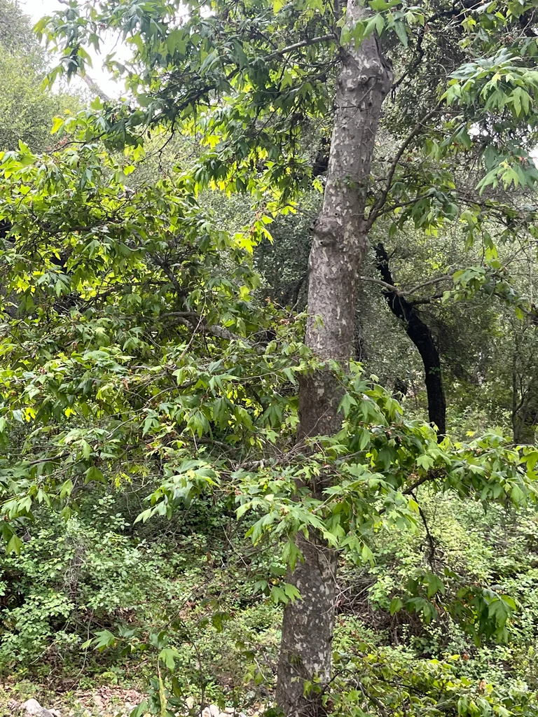 Platanus Racemosa