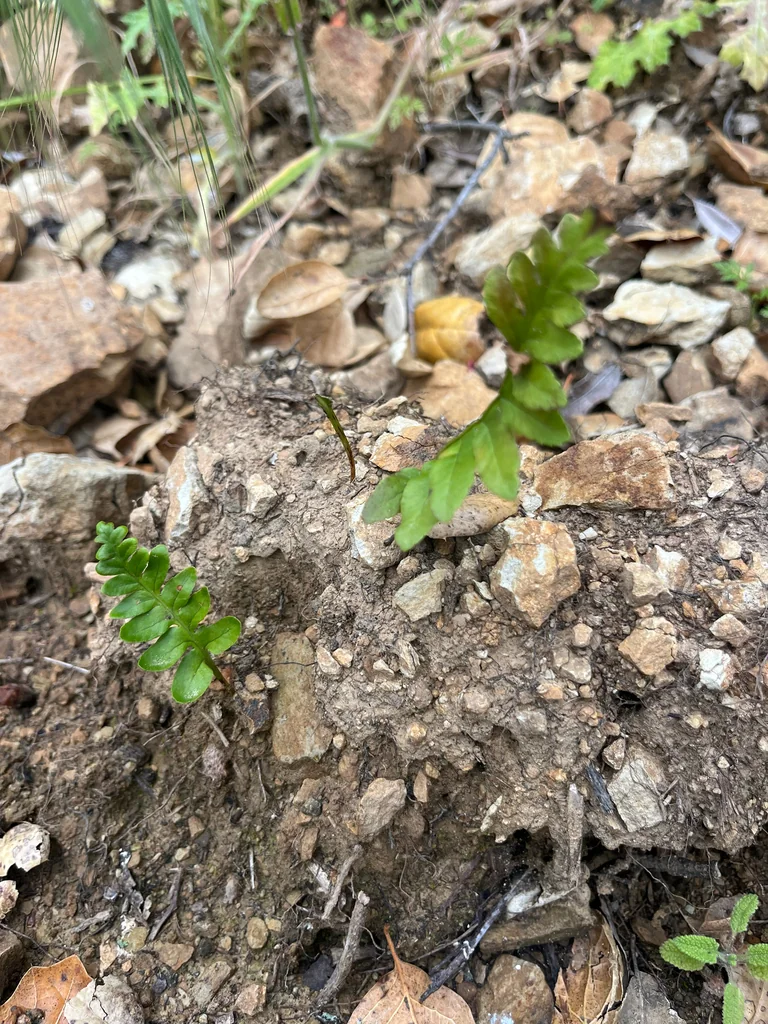 Polypodium Californicum