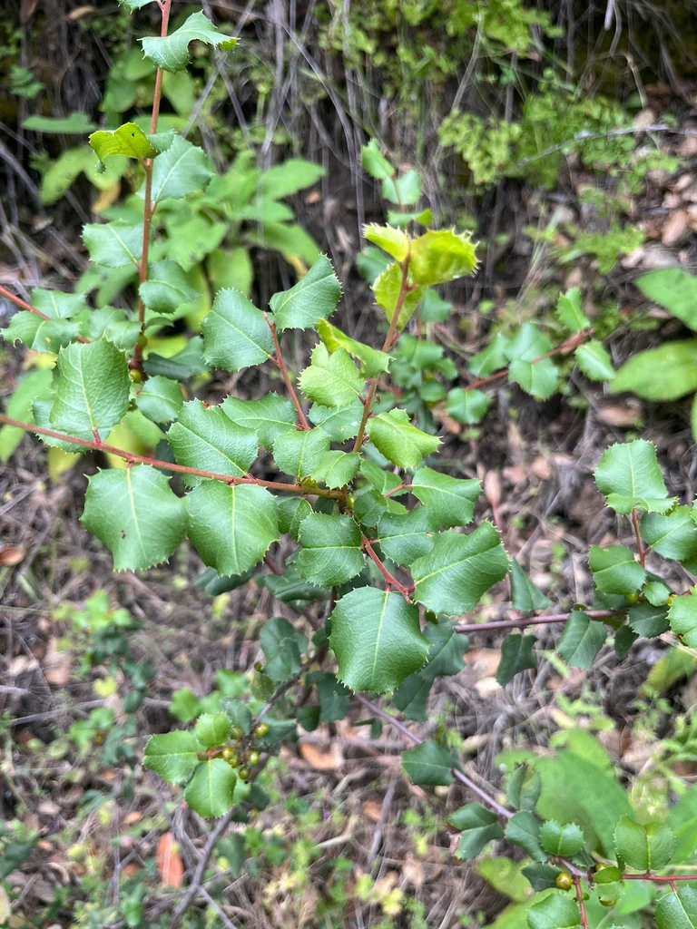 Rhamnus Ilicifolia