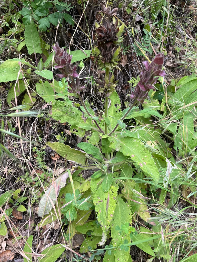 Salvia Spathacea