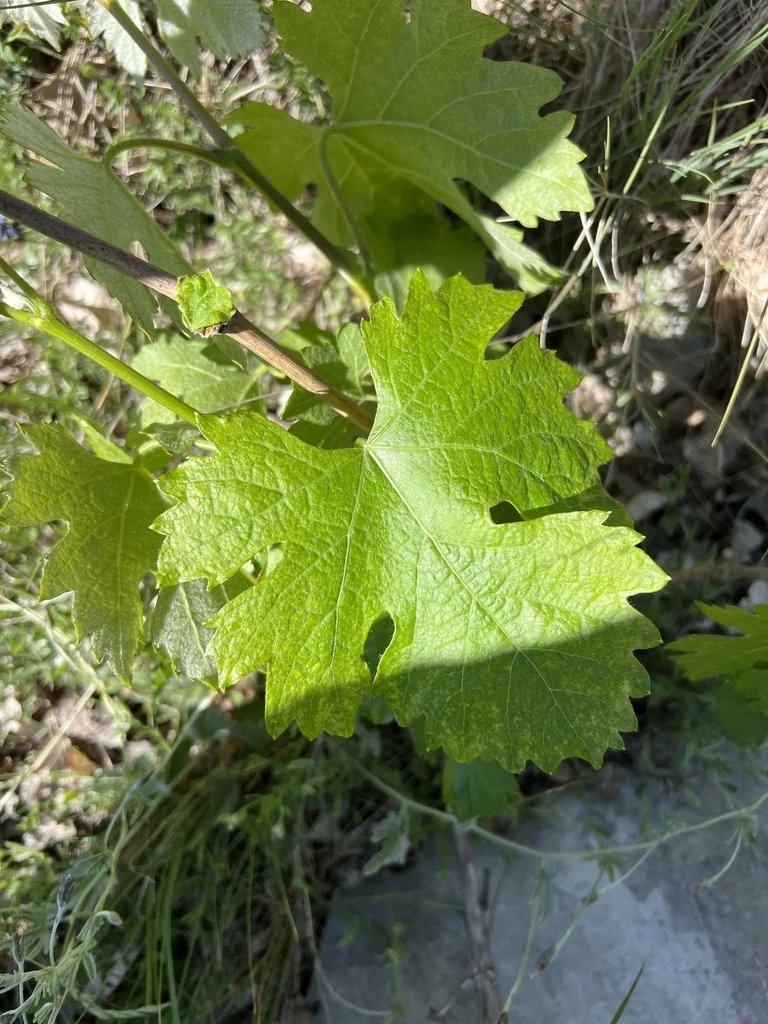 Vitis Vinifera
