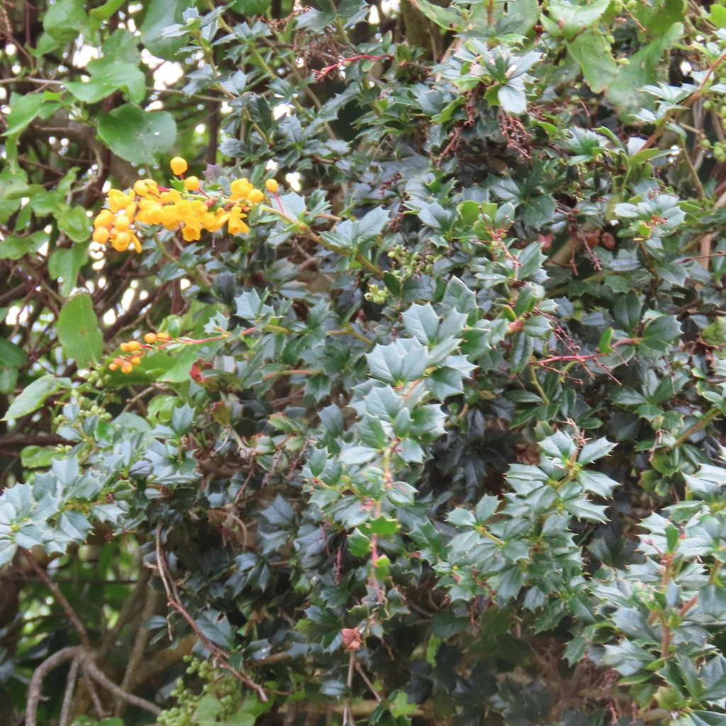 Berberis Darwinii