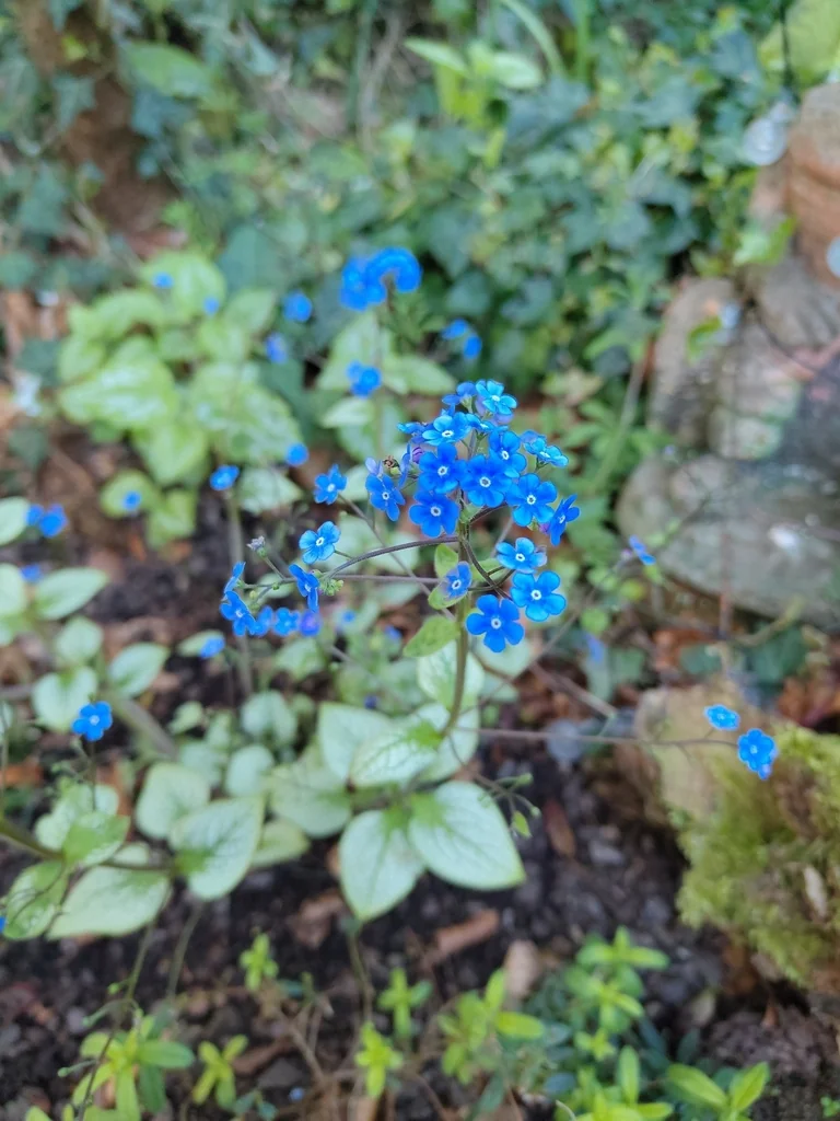 Brunnera macrophylla