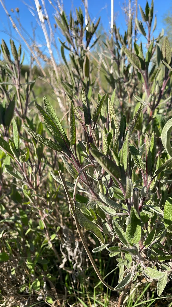 Salvia Officinalis