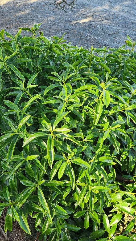 Myoporum Laetum