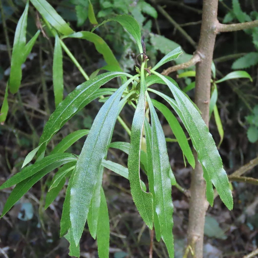 Myoporum Laetum