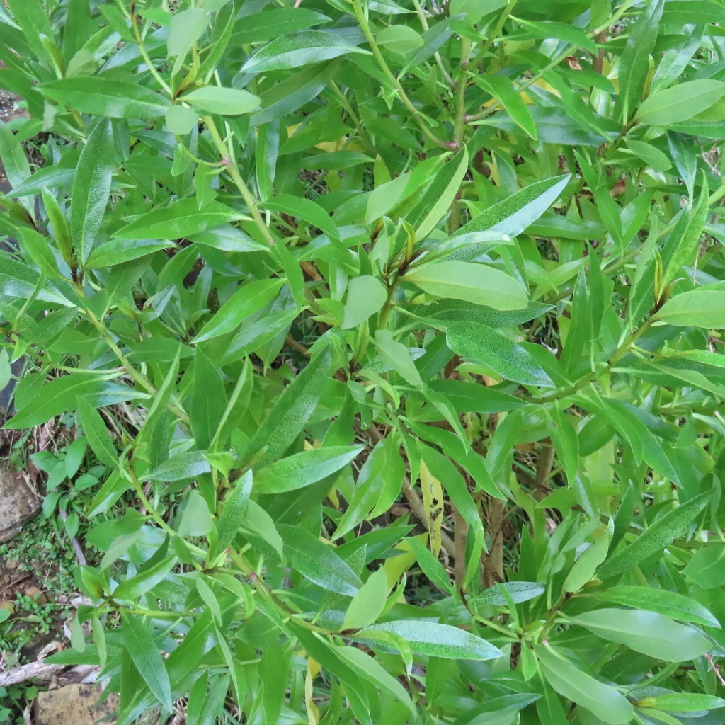 Myoporum Laetum