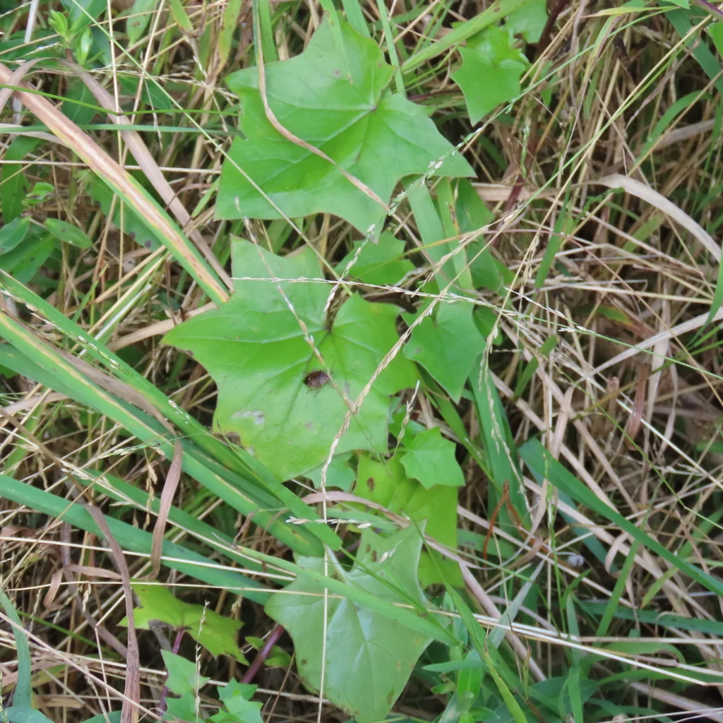 Senecio Confusus