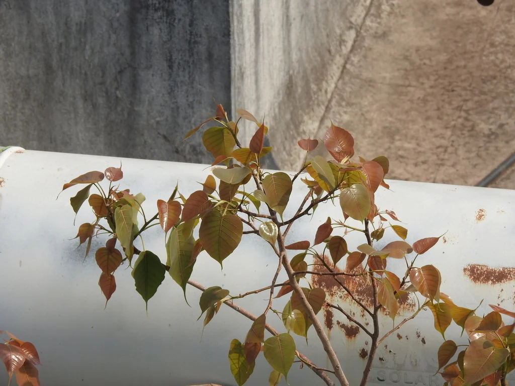 Ficus Religiosa