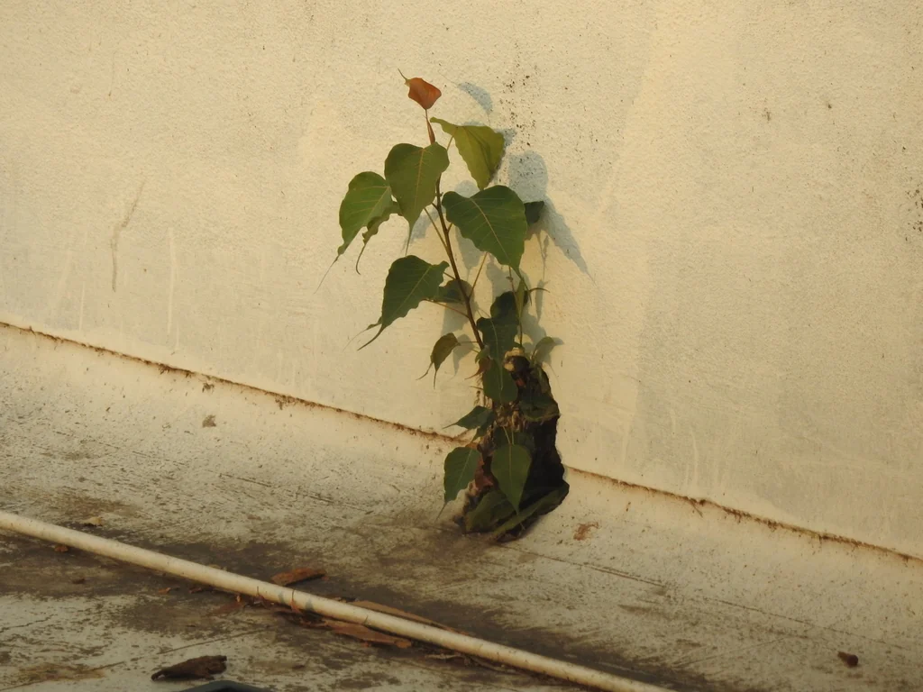 Ficus Religiosa