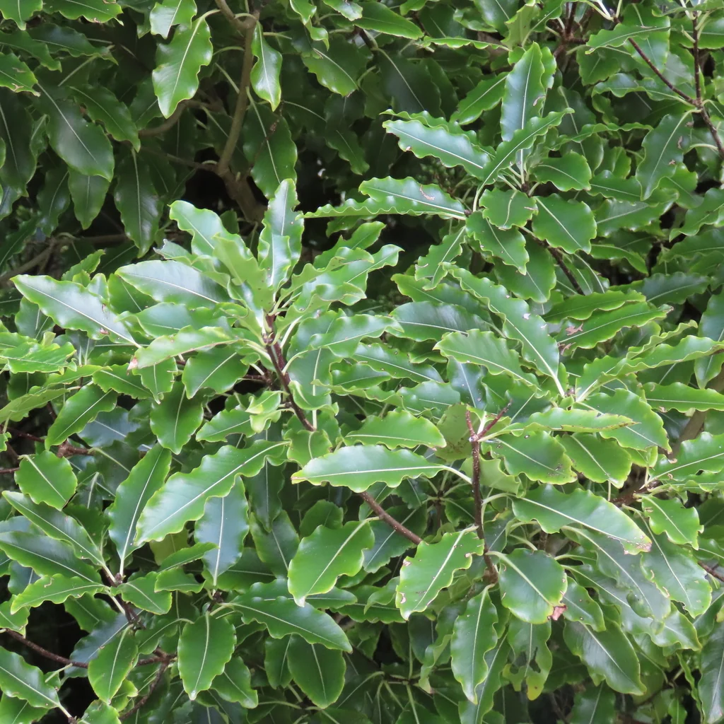 Pittosporum Eugenioides