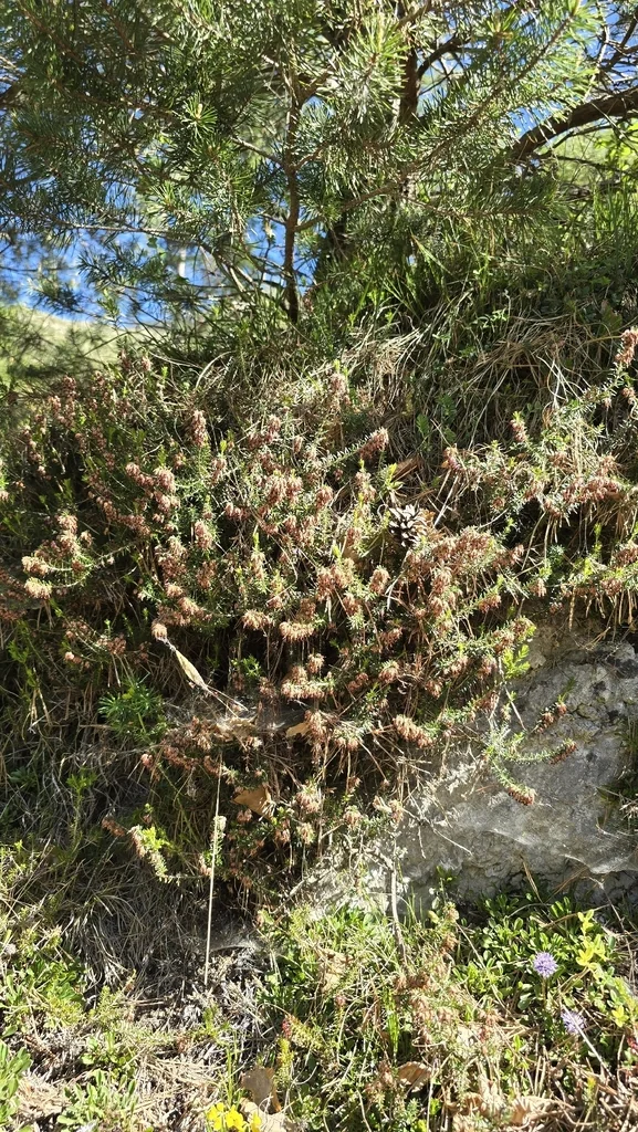 Erica Carnea