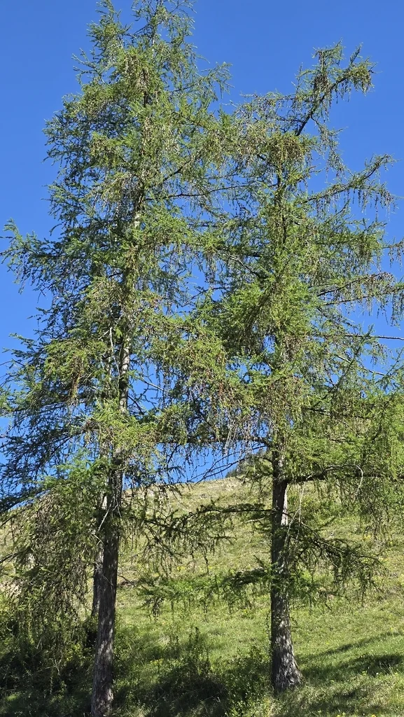 Larix Decidua