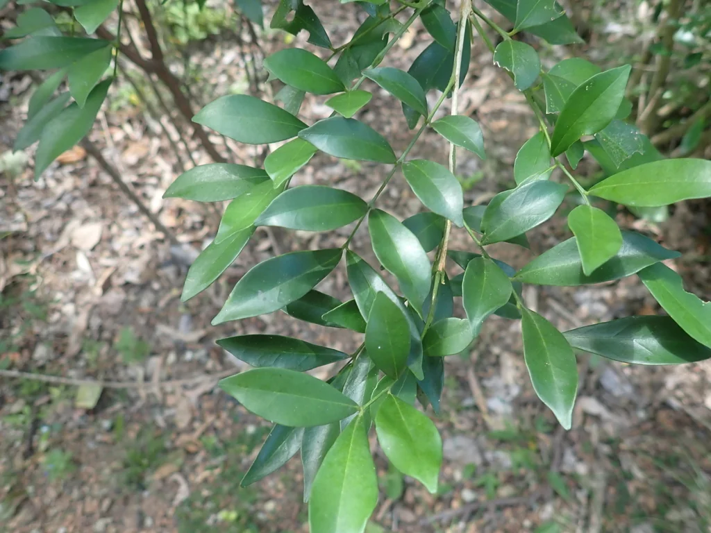 Murraya Paniculata