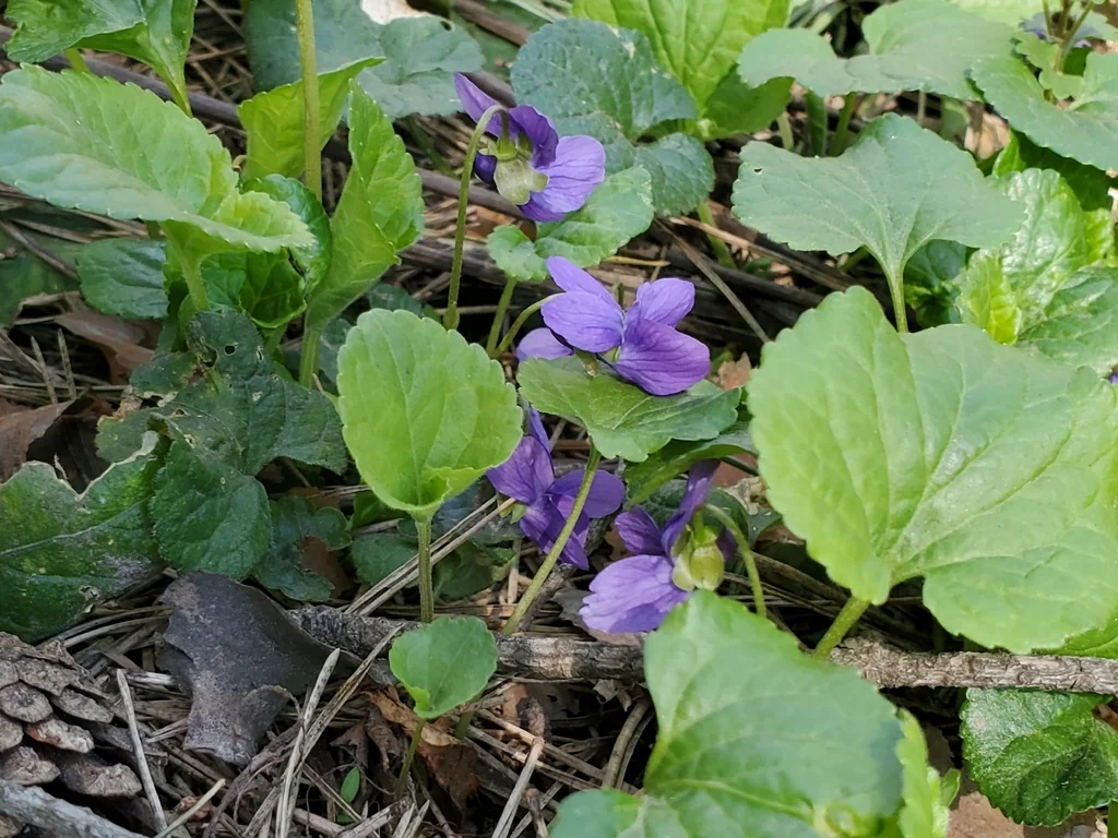 Viola Odorata