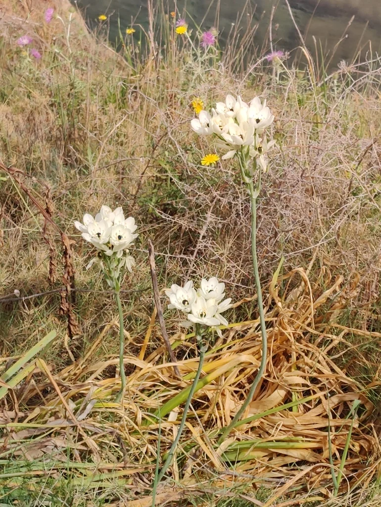 Ornithogalum arabicum
