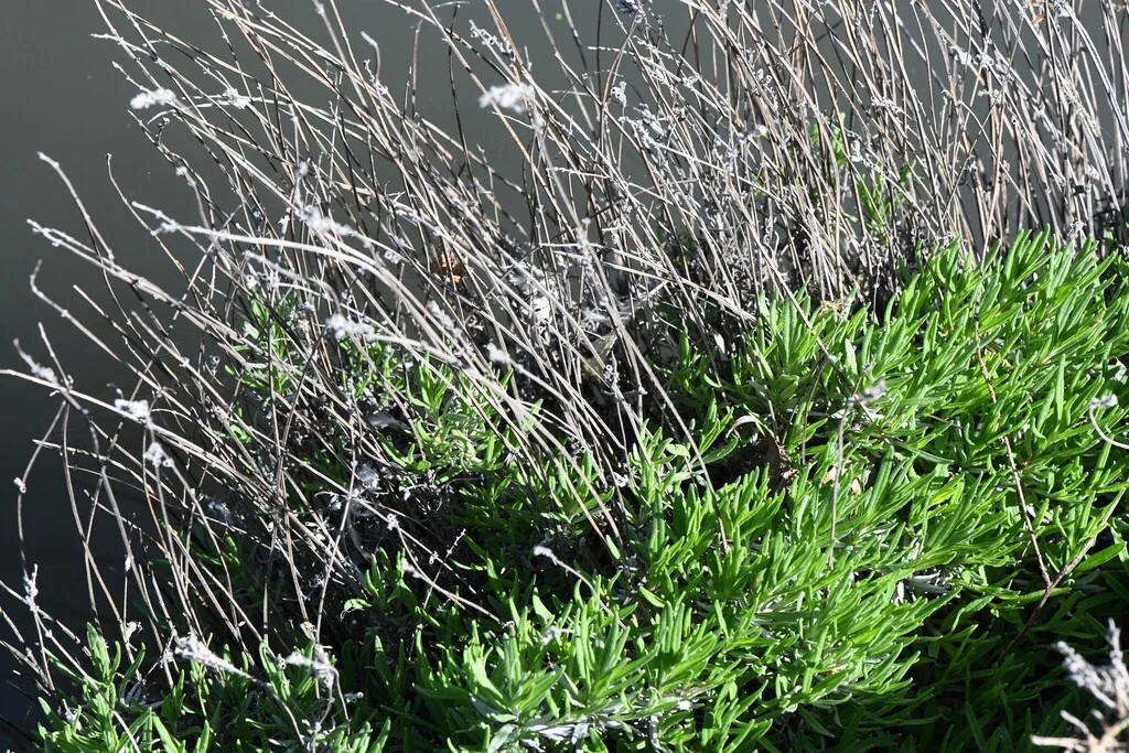 Lavandula angustifolia