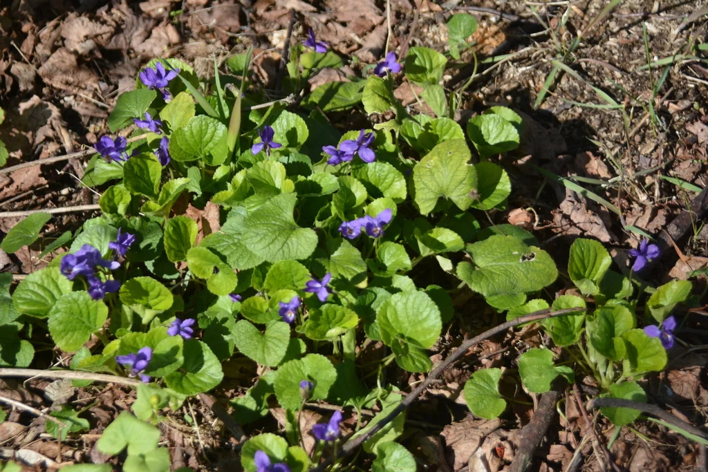 Viola Odorata