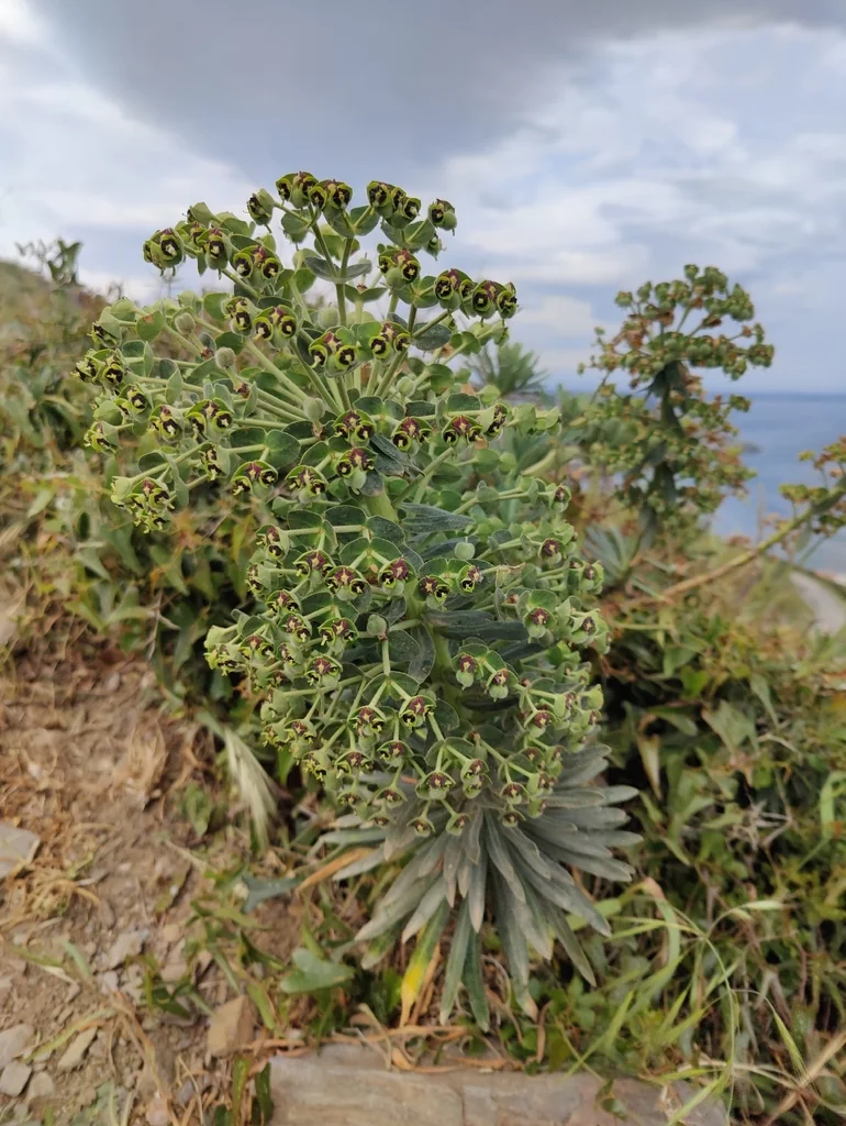 Euphorbia Characias