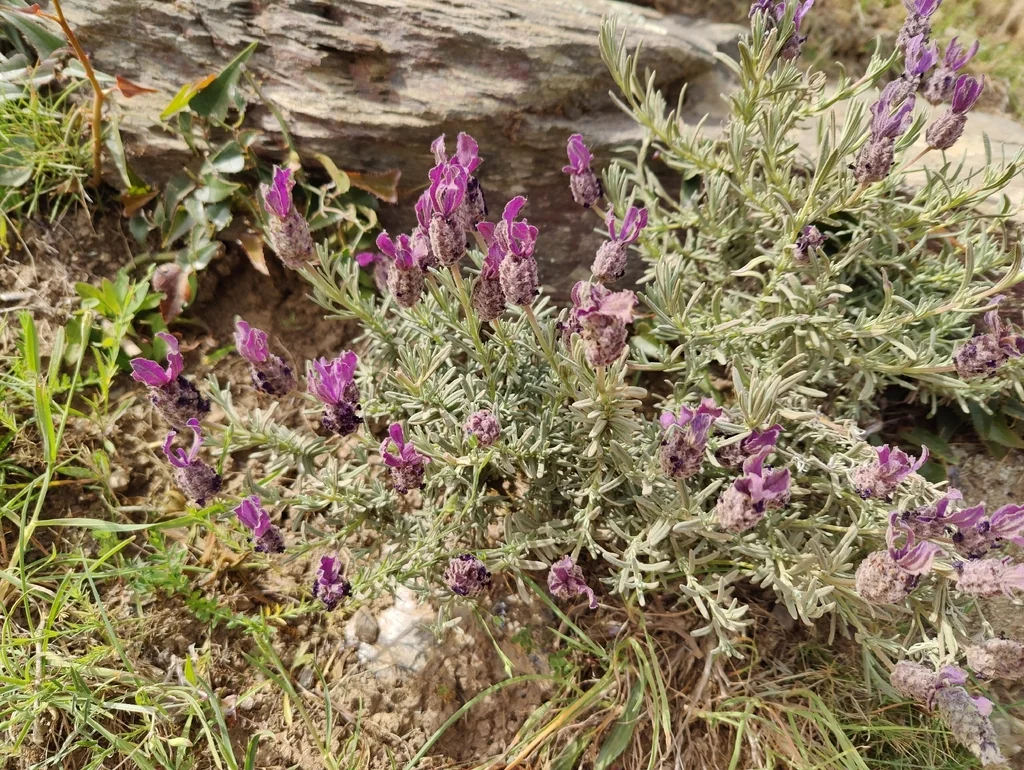 Lavandula Stoechas