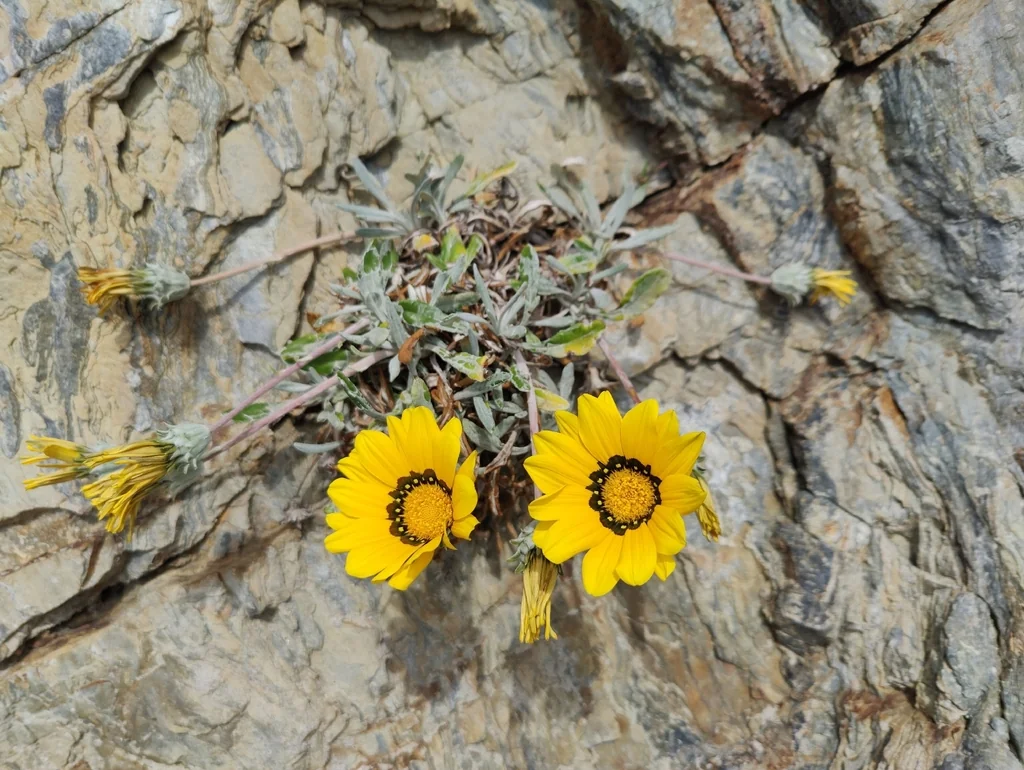 Gazania Rigens