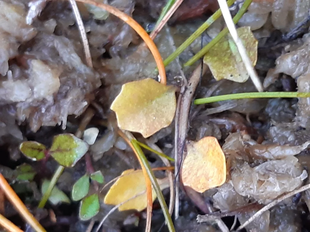 Pratia Angulata