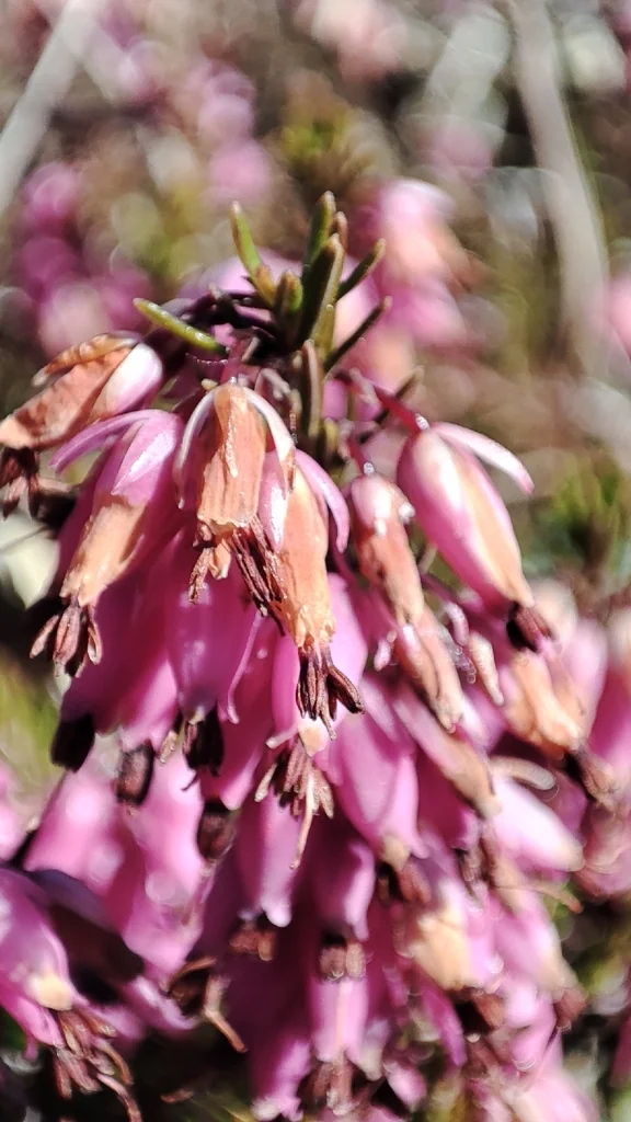 Erica Carnea
