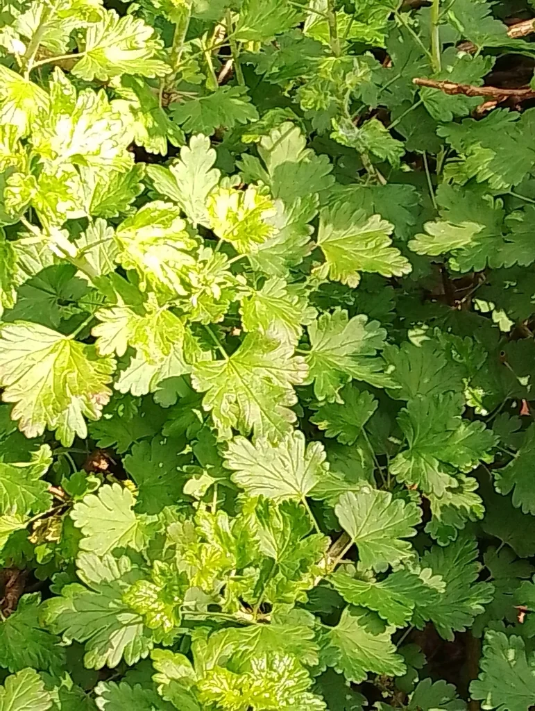 Ribes Uva-Crispa