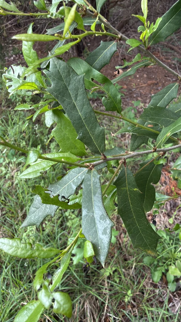 Quercus Virginiana