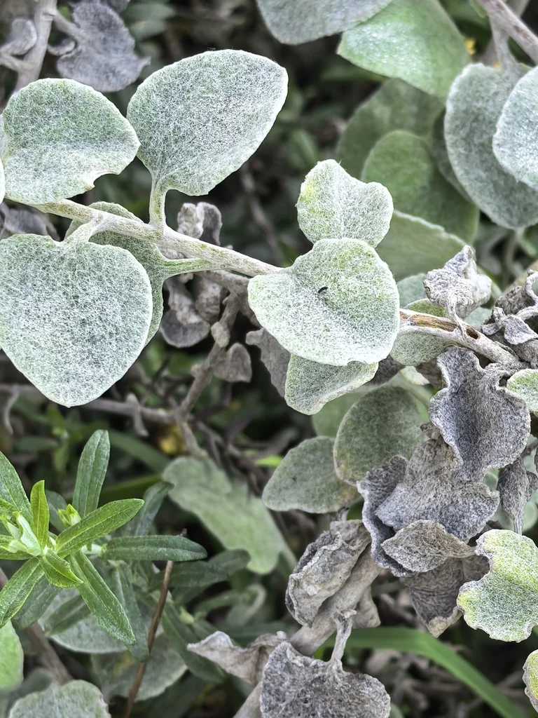 Helichrysum petiolare