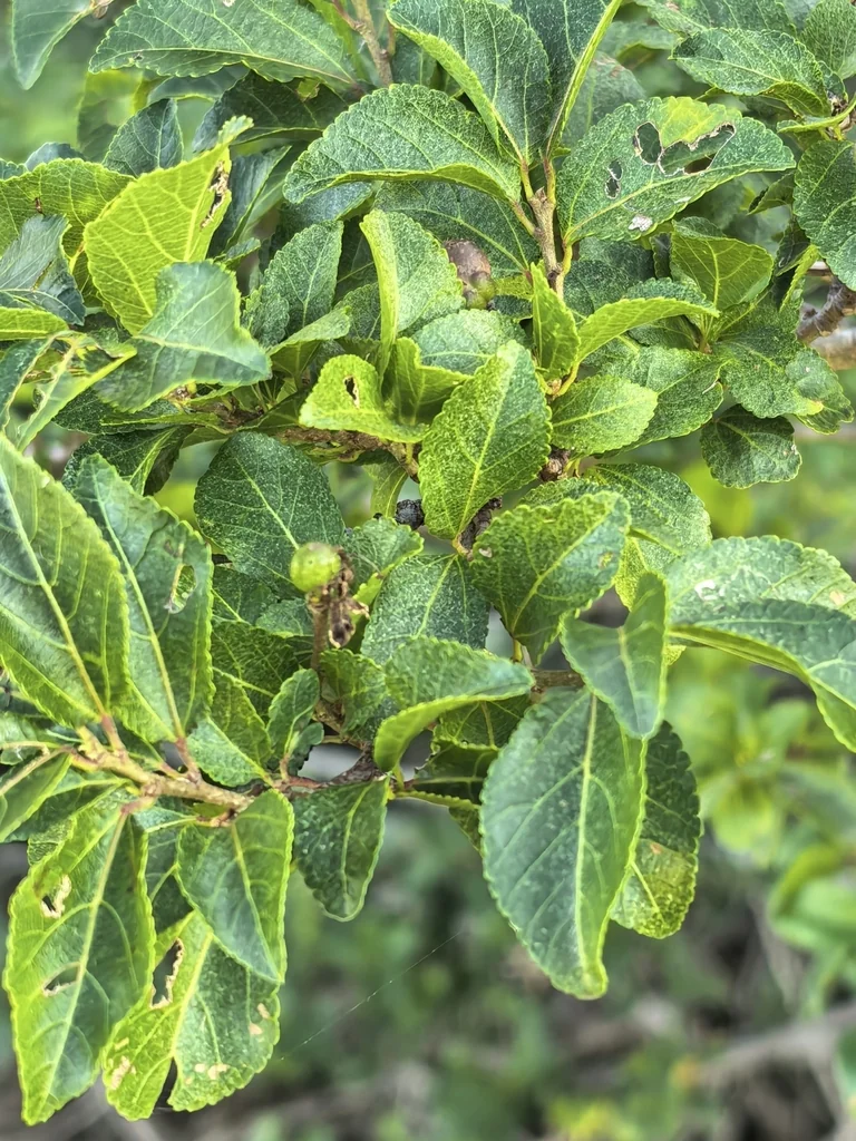 Grewia Occidentalis